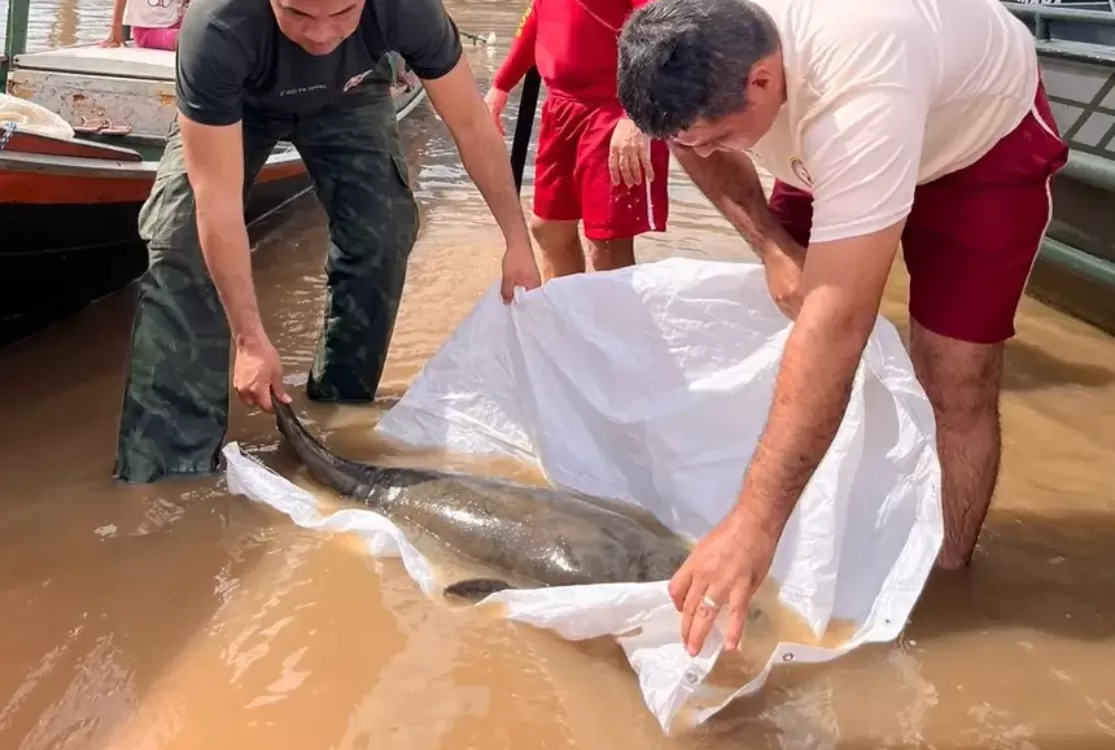 Filhote de peixe-boi é resgatado por agentes de segurança em Óbidos, no Oeste do Pará