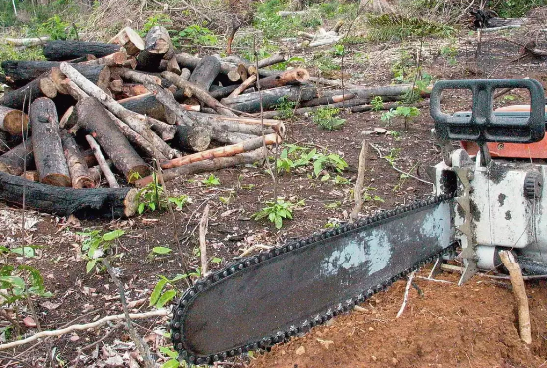 Desmatamento na Amazônia em 2025 caiu 11,08% em relação a 2024, afirma Inpe