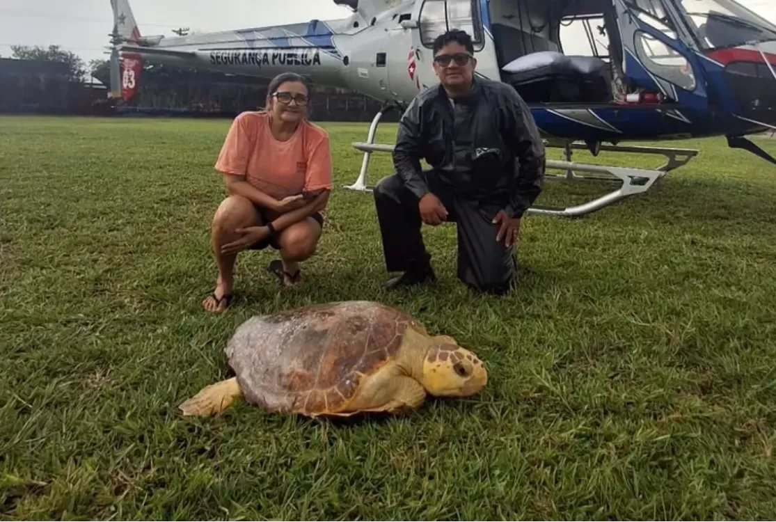 Tartaruga marinha é resgatada em estado debilitado em praia de Salinópolis