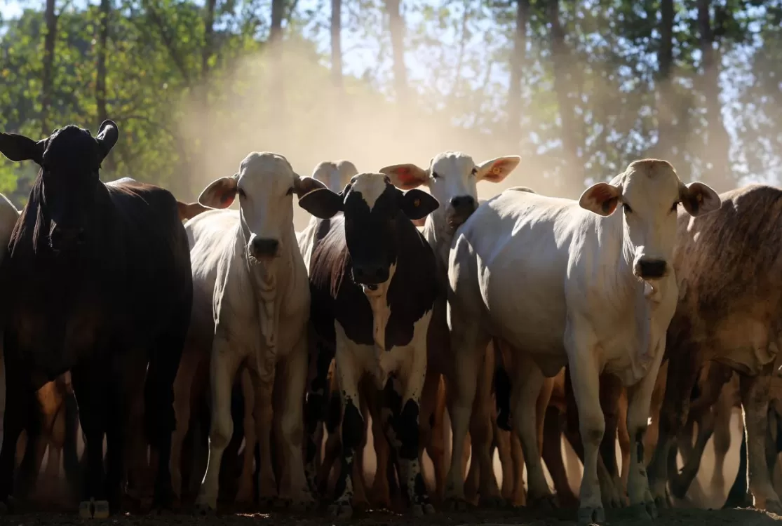 Política de carbono deixa agropecuária fora, mas setor é o que mais emite gases