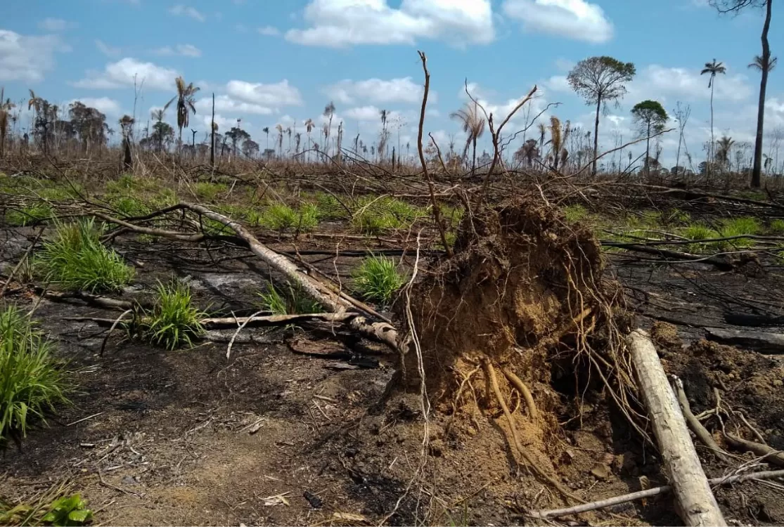 AGU obtém na Justiça condenação de fazendeiro de Roraima por desmatamento ilegal