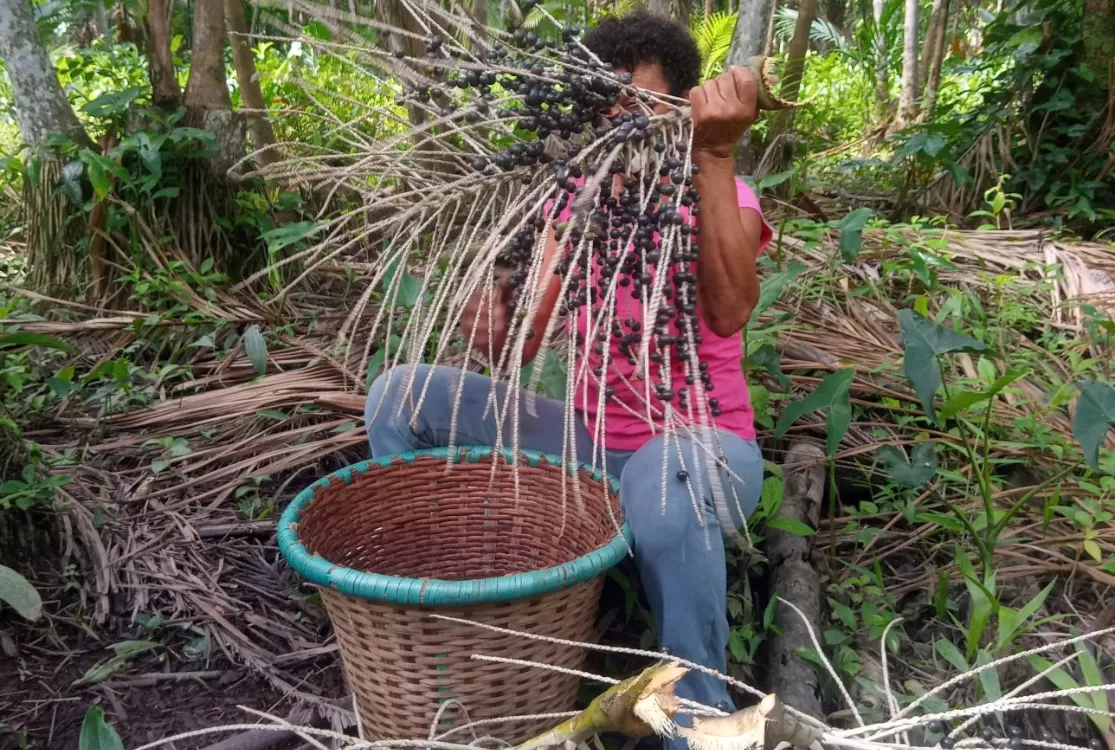 Produtores de açaí no Pará terão acesso a crédito e garantia de compra