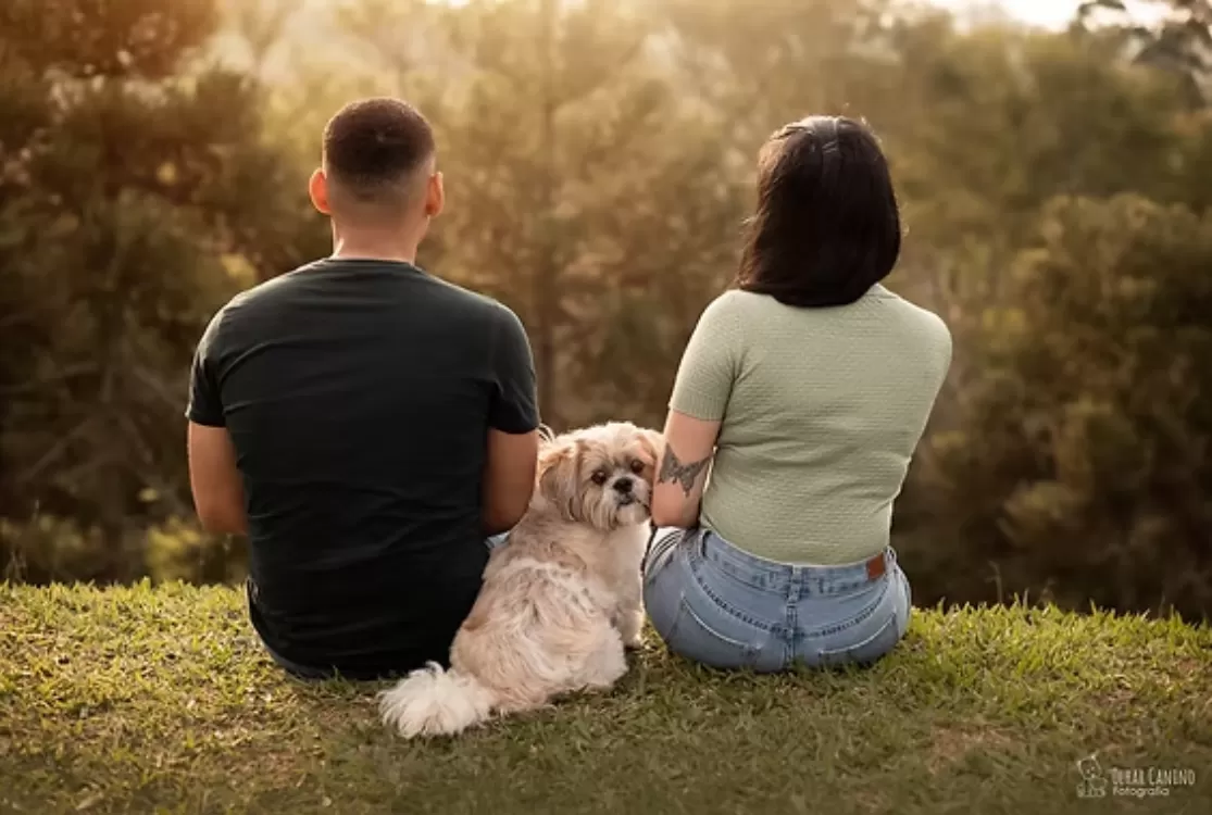 Senado aprova guarda compartilhada de animais de estimação em caso de divórcio