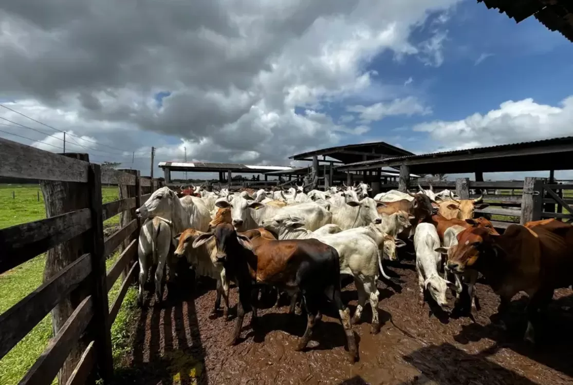 Adepará divulga datas para vacinação anual contra a Raiva dos Herbívoros no Pará
