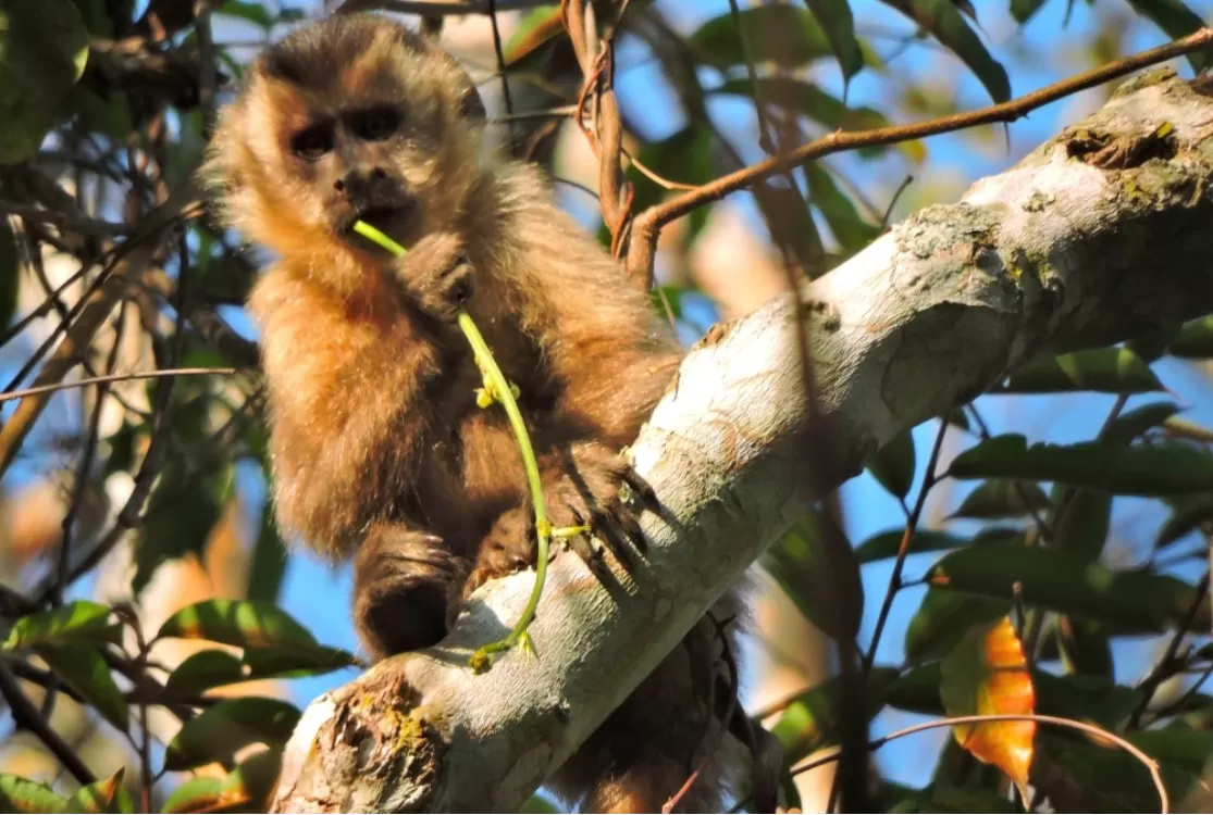 Corredores Ecológicos: Iniciativa amplia a conexão entre áreas de vegetação nativa