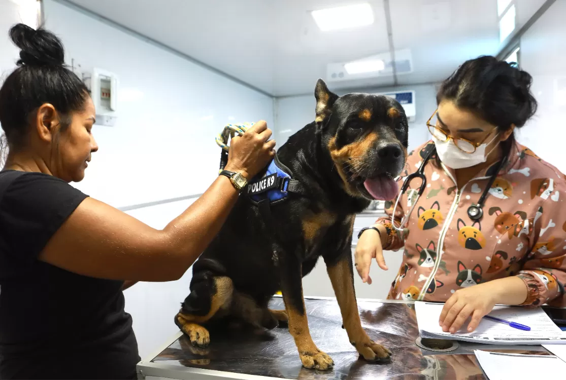 Programa Itinerante de cuidado animal inicia atendimentos em Icoaraci
