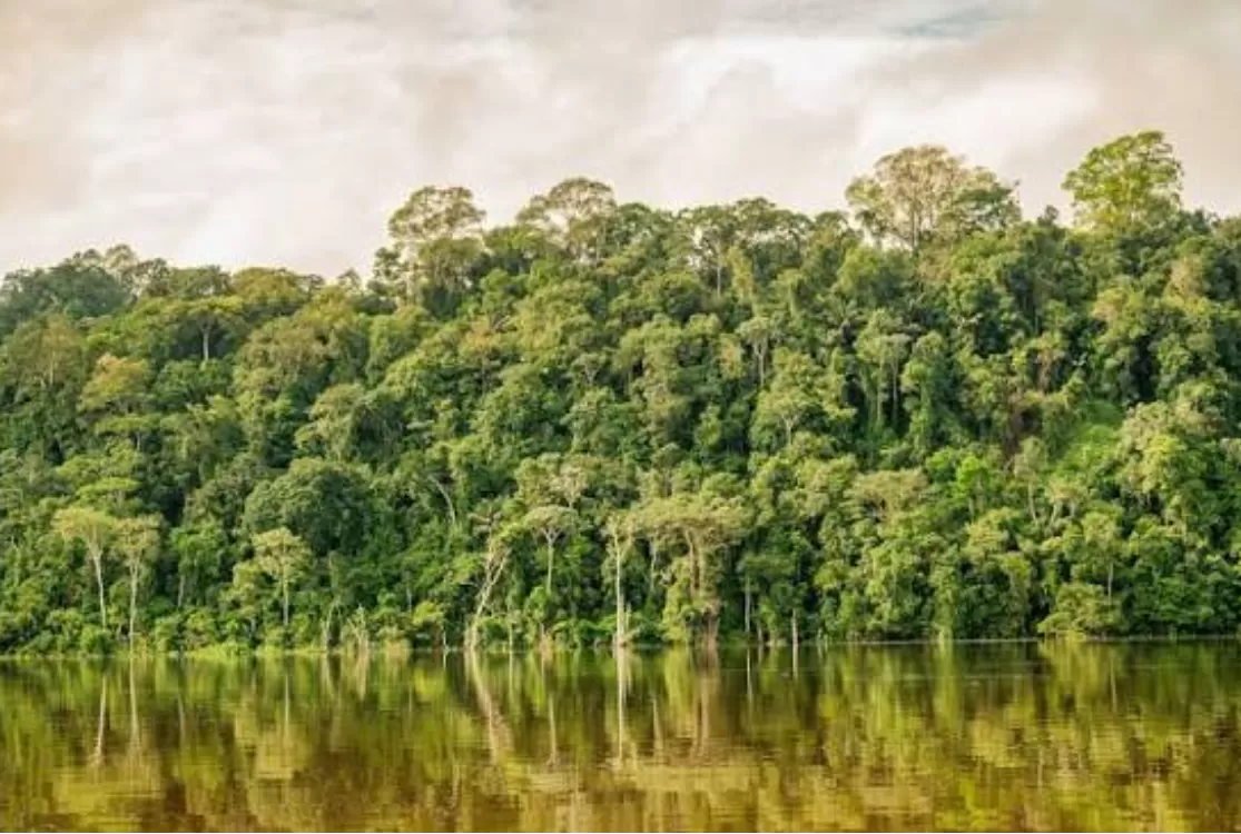 Alertas de desmatamento na Amazônia caem 35% em junho deste ano