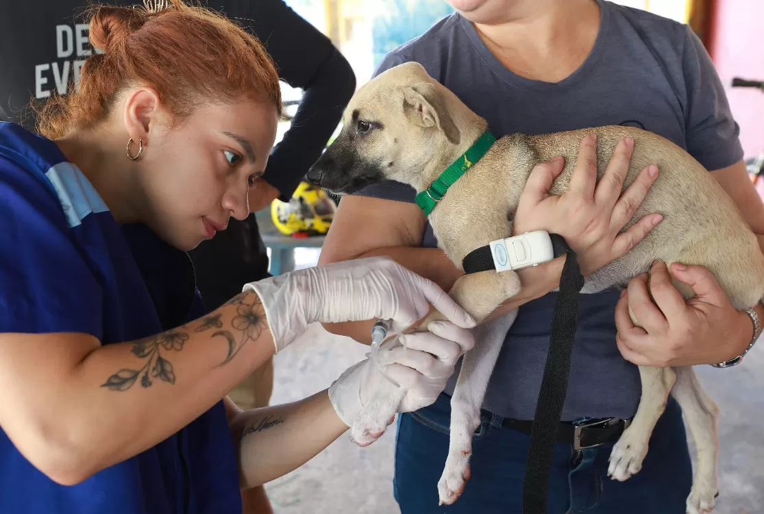 Mais de 40 cães do Abrigo Warao passam por exames para castração em Belém