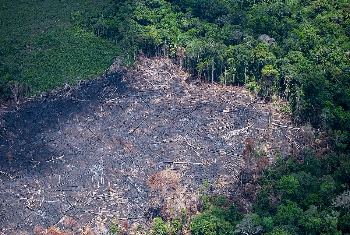 Proteger florestas é melhor para o clima e a biodiversidade do que restaurar, diz estudo